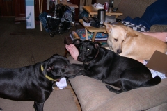 Jake, Peanut, and Emma ;)