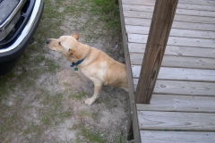 Jake coming out of the porch :)