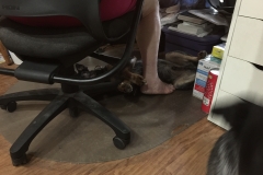 Nickel Dog under mom's chair.