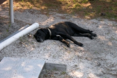 Patch Dog relaxing in the afternoon :)