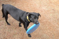 Peanut loves his frisbee