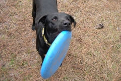 Peanut loves his frisbee