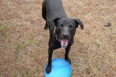 Peanut Dog with his frisbee