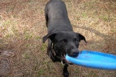 Peanut loves his frisbee