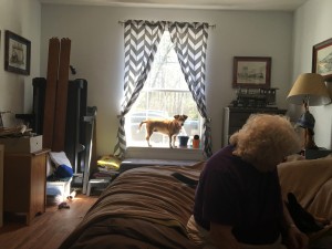 Penny dog on the window sill - crazy puppy.