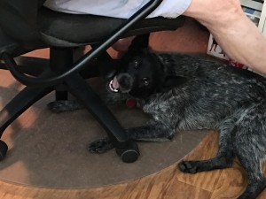 Dime chewing on mom's chair - oh well :(