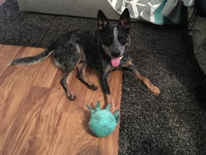 Nickel and his Barkbox toy!!