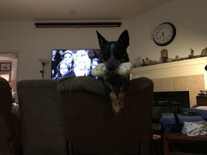 A dog and his bone (Nickel)