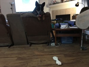 Nickel likes to drop his toys like a kid :)