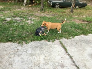 Penny and Nickel playing!!