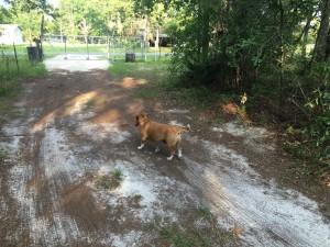 Penny dog walking