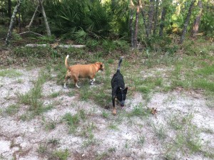 Nickel and Penny on our walk